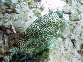 Honeycomb Cowfish IMG 7183